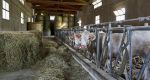 Vigneti - Agriturismo Cascina Carretto